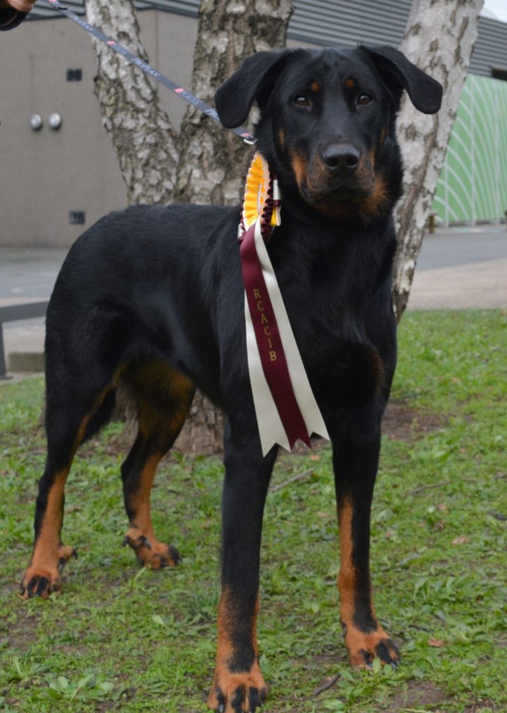 Nyx Des Gardiens D'apollinaire